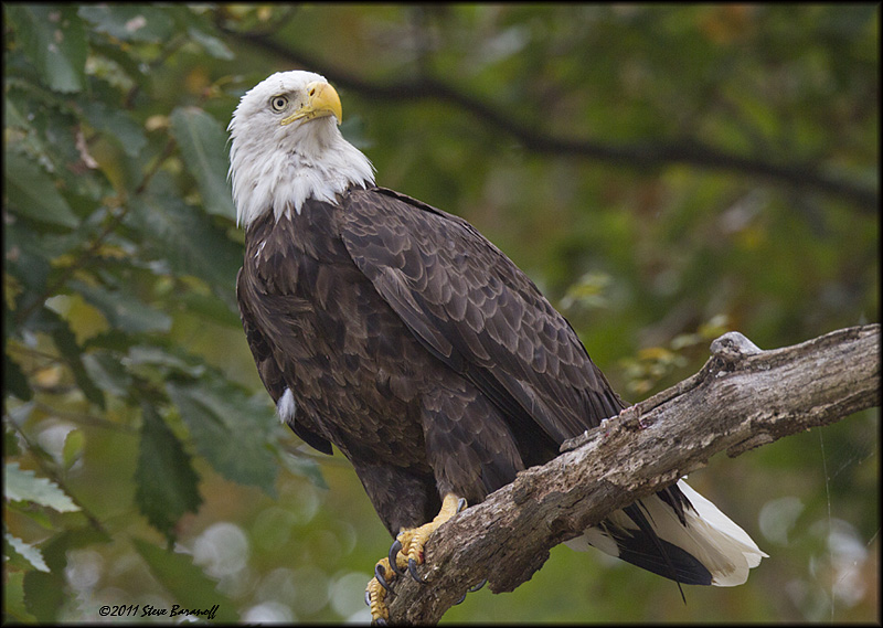 _1SB7987 american bald eagle.jpg